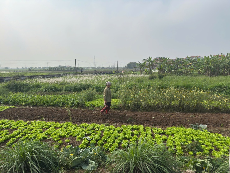 Nông dân Chương Mỹ chuyển không khí Xuân mới vào sản xuất- Ảnh 9.