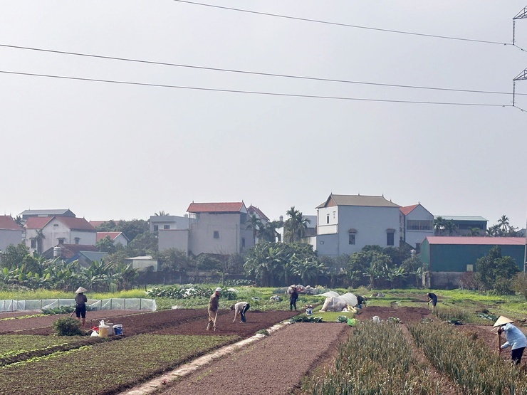 Nông dân Chương Mỹ chuyển không khí Xuân mới vào sản xuất- Ảnh 10.