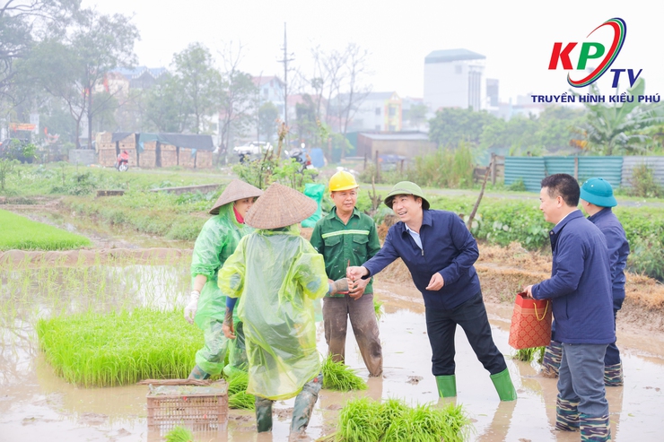 Các đồng chí lãnh đạo xã Kiều Phú kiểm tra tình hình sản xuất vụ Xuân năm 2026.- Ảnh 1.