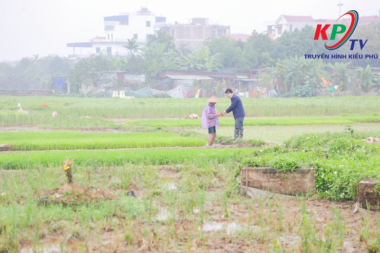 Các đồng chí lãnh đạo xã Kiều Phú kiểm tra tình hình sản xuất vụ Xuân năm 2026.- Ảnh 5.