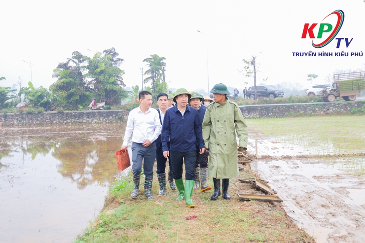 Các đồng chí lãnh đạo xã Kiều Phú kiểm tra tình hình sản xuất vụ Xuân năm 2026.- Ảnh 9.
