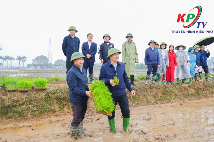 Các đồng chí lãnh đạo xã Kiều Phú kiểm tra tình hình sản xuất vụ Xuân năm 2026.- Ảnh 10.