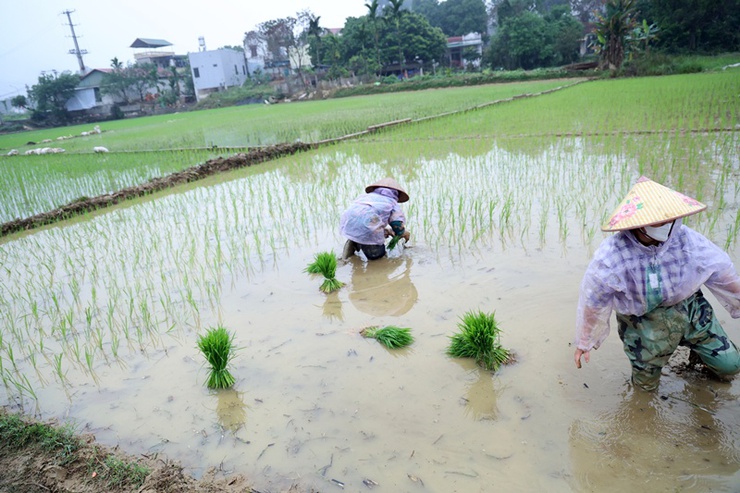 Đồng chí Chủ tịch UBND xã Xuân Mai Nguyễn Anh Đức xuống đồng động viên nông dân sản xuất vụ Xuân 2026- Ảnh 7.