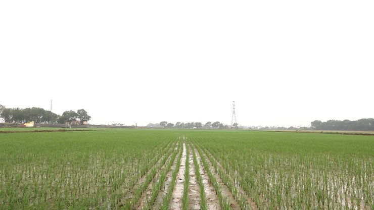 Chủ tịch UBND xã Mỹ Đức kiểm tra tình hình sản xuất nông nghiệp đầu xuân- Ảnh 9.