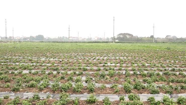 Chủ tịch UBND xã Mỹ Đức kiểm tra tình hình sản xuất nông nghiệp đầu xuân- Ảnh 4.