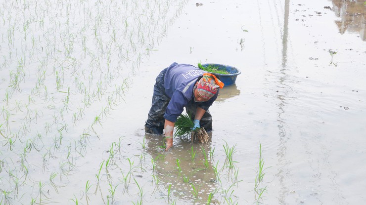 Các đồng chí lãnh đạo xã Quốc Oai kiểm tra tình hình sản xuất vụ Xuân năm 2026- Ảnh 5.