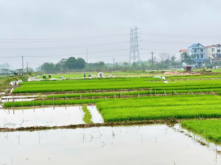 Nông dân Thanh Oai nô nức xuống đồng gieo cấy lúa xuân 2026- Ảnh 2.
