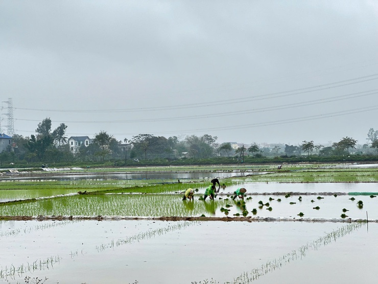 Nông dân Thanh Oai nô nức xuống đồng gieo cấy lúa xuân 2026- Ảnh 3.