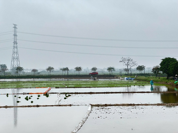 Nông dân Thanh Oai nô nức xuống đồng gieo cấy lúa xuân 2026- Ảnh 4.