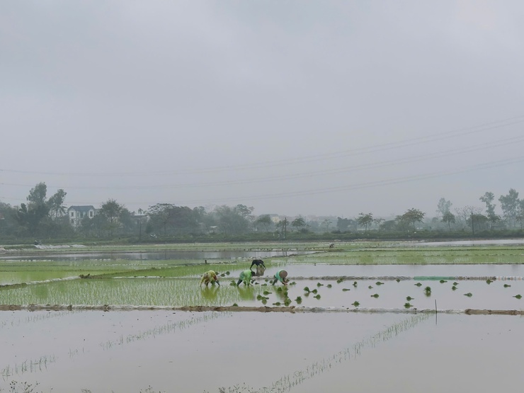 Nông dân Thanh Oai nô nức xuống đồng gieo cấy lúa xuân 2026- Ảnh 5.