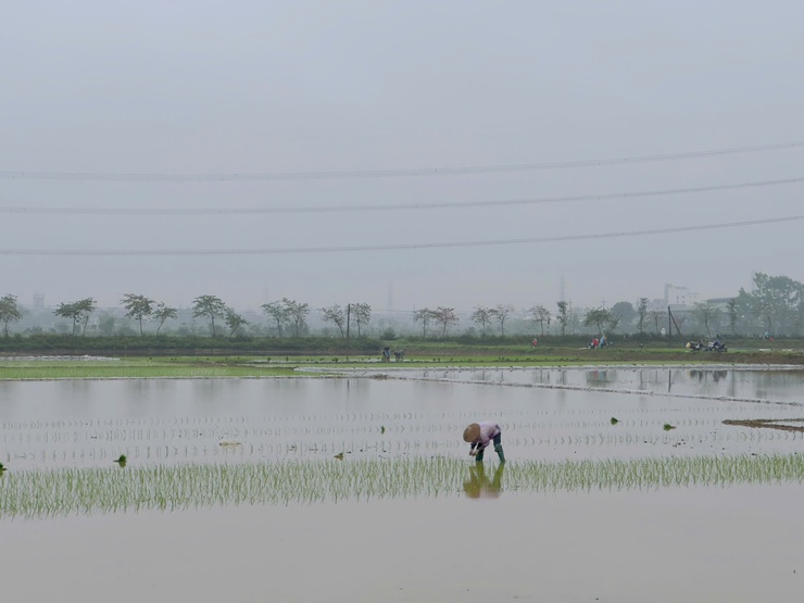 Nông dân Thanh Oai nô nức xuống đồng gieo cấy lúa xuân 2026- Ảnh 6.