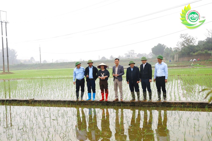 Lãnh đạo xã Phú Cát thăm đồng, kiểm tra tiến độ cấy lúa vụ xuân năm 2026- Ảnh 2.