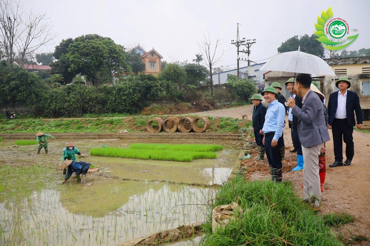 Lãnh đạo xã Phú Cát thăm đồng, kiểm tra tiến độ cấy lúa vụ xuân năm 2026- Ảnh 4.