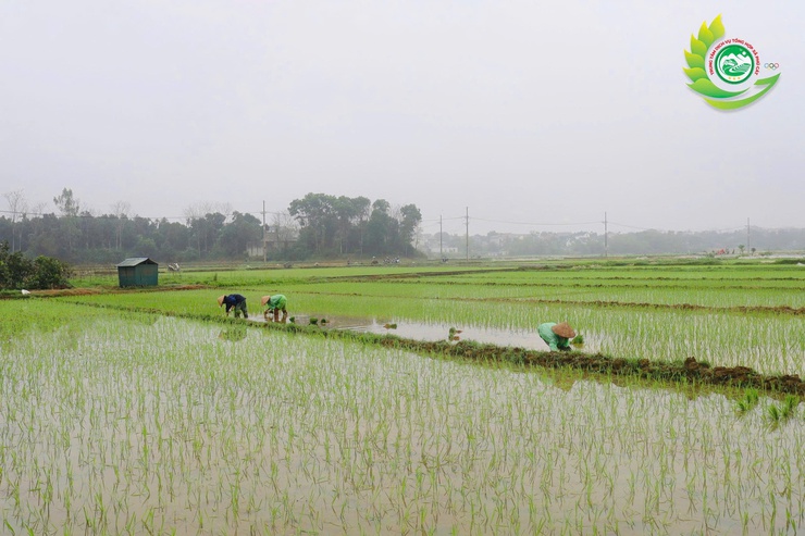 Lãnh đạo xã Phú Cát thăm đồng, kiểm tra tiến độ cấy lúa vụ xuân năm 2026- Ảnh 5.