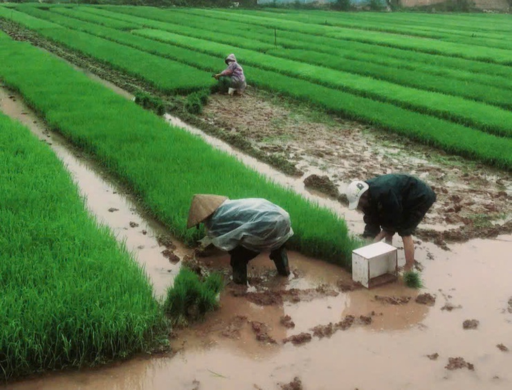 Liên Minh đẩy nhanh tiến độ gieo cấy lúa xuân- Ảnh 1.