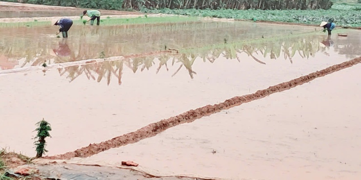 Liên Minh đẩy nhanh tiến độ gieo cấy lúa xuân- Ảnh 2.
