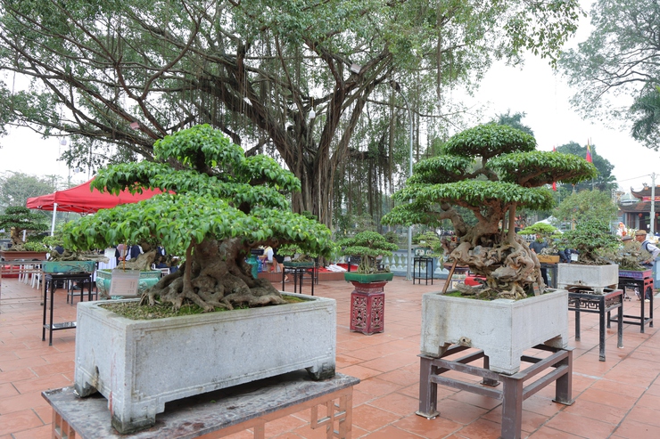 Phú Nghĩa tổ chức Triển lãm trưng bày sinh vật cảnh và sản phẩm làng nghề truyền thống- Ảnh 14.