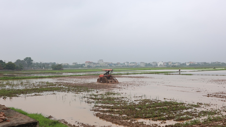Lãnh đạo Thạch Thất kiểm tra tình hình sản xuất vụ Xuân 2026- Ảnh 4.