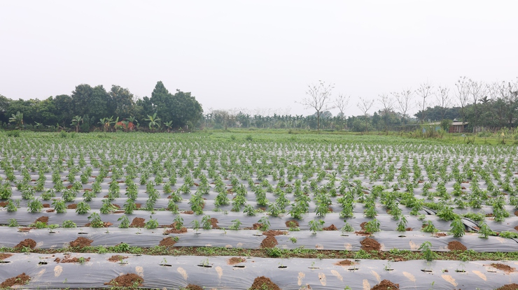 Lãnh đạo Thạch Thất kiểm tra tình hình sản xuất vụ Xuân 2026- Ảnh 10.