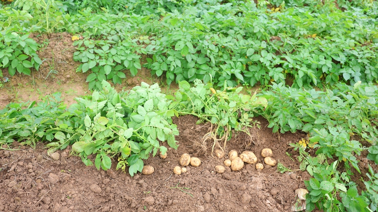 Lãnh đạo Thạch Thất kiểm tra tình hình sản xuất vụ Xuân 2026- Ảnh 8.