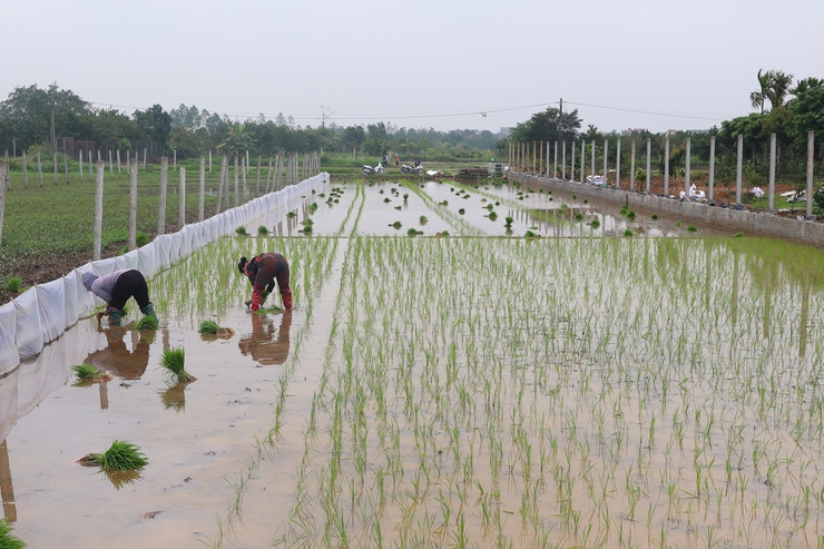 Lãnh đạo Thạch Thất kiểm tra tình hình sản xuất vụ Xuân 2026- Ảnh 6.