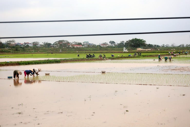 Hướng dẫn Quy trình kỹ thuật thâm canh lúa cải tiến (SRI)- Ảnh 1.