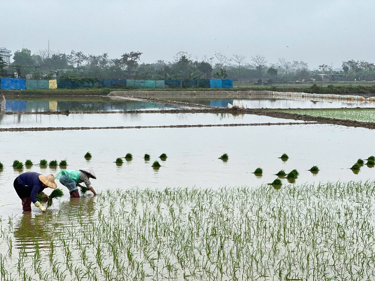HƯỚNG DẪN CHĂM SÓC CÂY LÚA GIAI ĐOẠN MỚI GIEO, CẤY- Ảnh 1.
