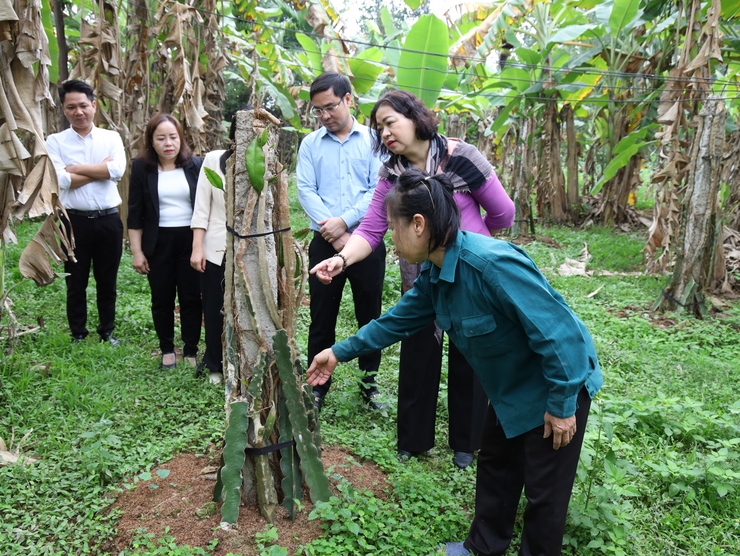 ĐOÀN LÃNH ĐẠO XÃ CỔ ĐÔ THAM QUAN MỘT SỐ MÔ HÌNH SẢN XUẤT NÔNG NGHIỆP TRÊN ĐỊA BÀN- Ảnh 3.