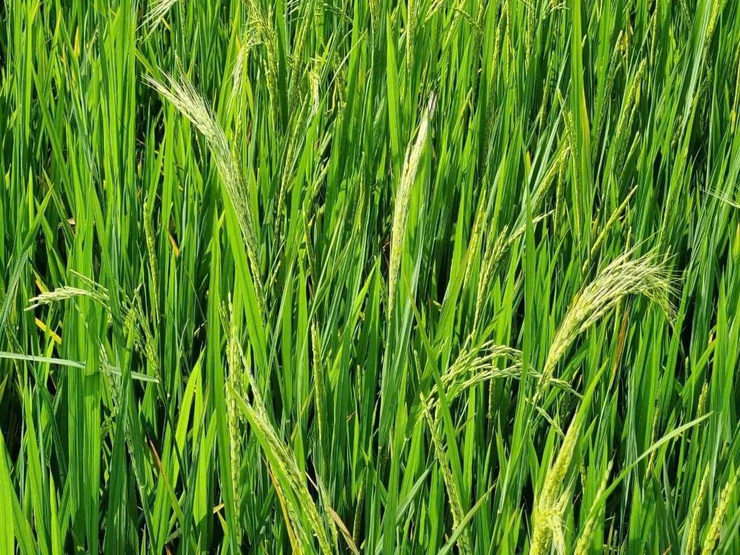 Hướng dẫn một số biện pháp phòng trừ lúa cỏ hại lúa vụ Xuân năm 2026.- Ảnh 2.