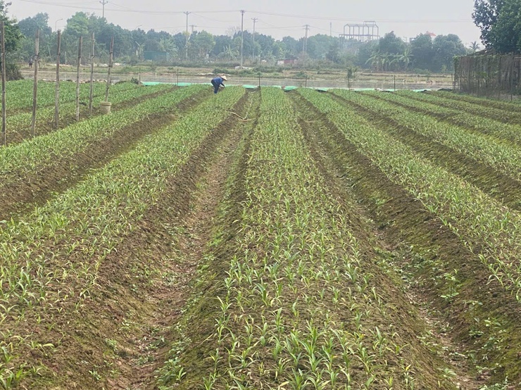 Người làm giàu trên quê hương: Câu chuyện về vườn Hoa Cúc và Loa Kèn của Anh Chiến - Chị Hoa- Ảnh 2.