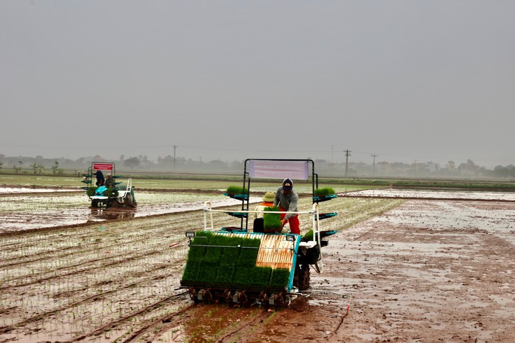 Xã Phú Xuyên tích cực hoàn thành gieo cấy vụ Xuân năm 2026- Ảnh 1.