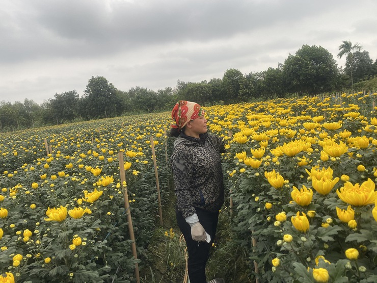 Người làm giàu trên quê hương: Câu chuyện về vườn Hoa Cúc và Loa Kèn của Anh Chiến - Chị Hoa- Ảnh 1.