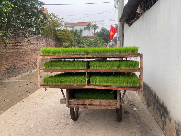 Xã Phú Xuyên tích cực hoàn thành gieo cấy vụ Xuân năm 2026- Ảnh 2.