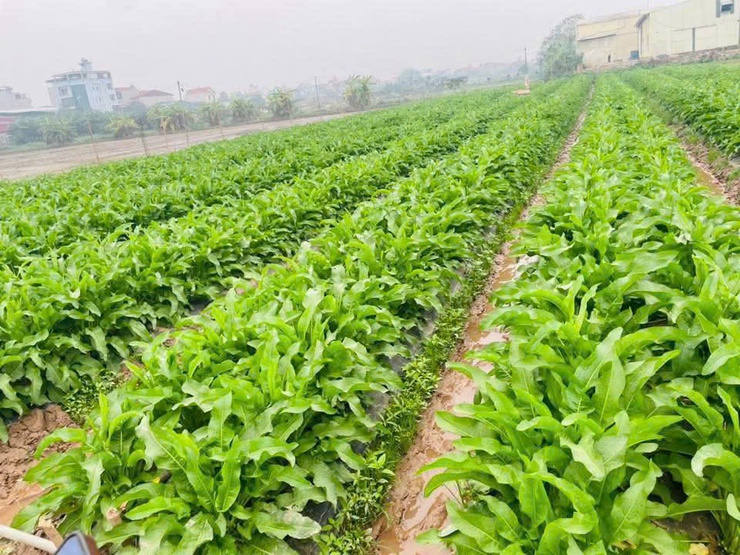 Sâm Nữ Hoàng – Động lực phát triển mô hình kinh tế mới tại xã Phúc Thọ- Ảnh 3.