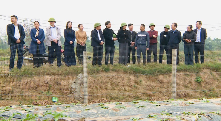 Sâm Nữ Hoàng – Động lực phát triển mô hình kinh tế mới tại xã Phúc Thọ- Ảnh 1.