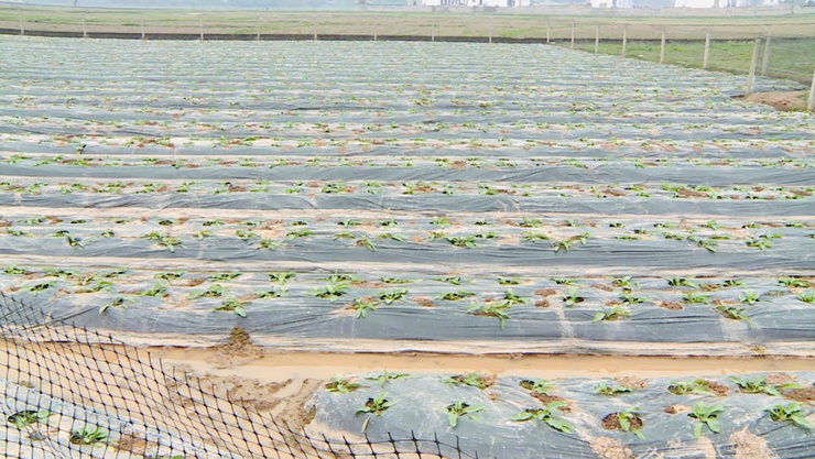 Sâm Nữ Hoàng – Động lực phát triển mô hình kinh tế mới tại xã Phúc Thọ- Ảnh 2.