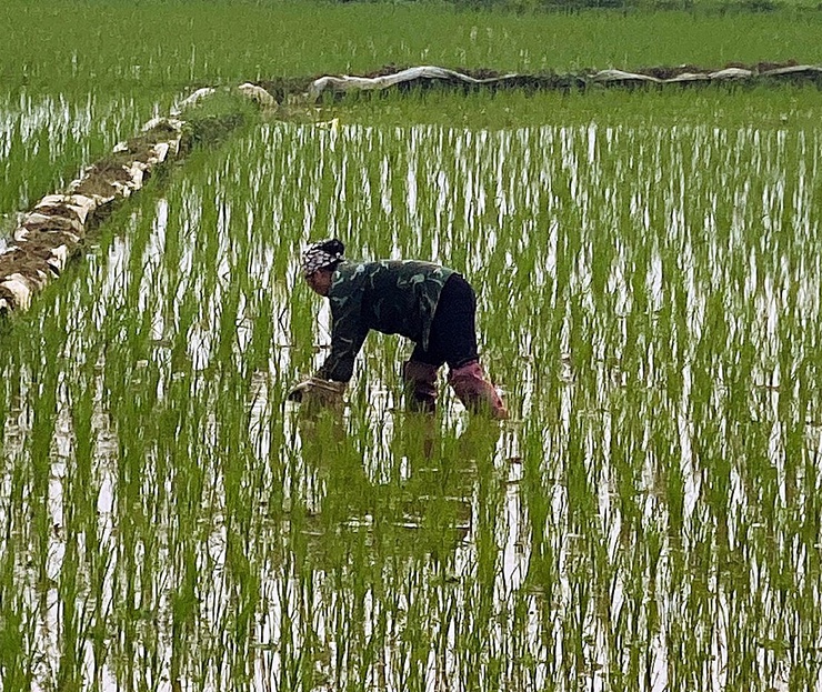 HƯỚNG DẪN CHĂM SÓC LÚA VỤ XUÂN NĂM 2026- Ảnh 1.