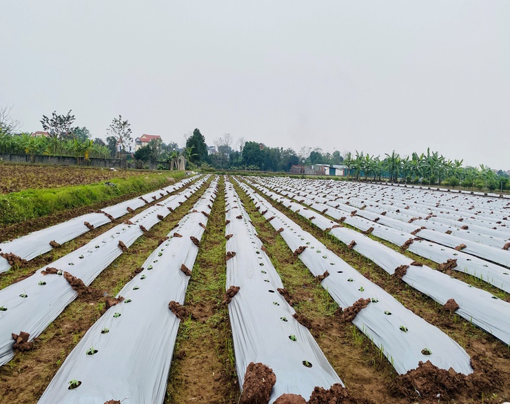 BÁC NÔNG DÂN TRẦN VĂN MẠNH: "GƯƠNG SÁNG" SẢN XUẤT DƯA CHUỘT AN TOÀN TẠI XÃ TRẦN PHÚ- Ảnh 1.