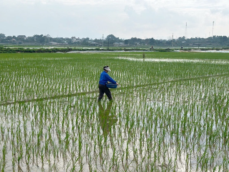 Hướng dẫn kỹ thuật chăm sóc lúa xuân sau cấy- Ảnh 4.