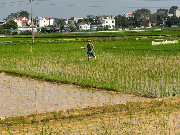 Hướng dẫn kỹ thuật chăm sóc lúa xuân sau cấy- Ảnh 5.