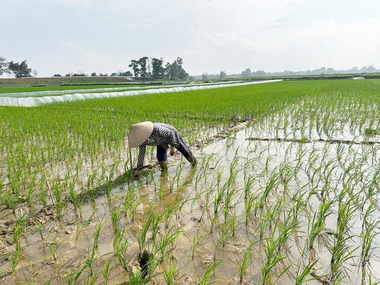 Hướng dẫn kỹ thuật chăm sóc lúa xuân sau cấy- Ảnh 3.