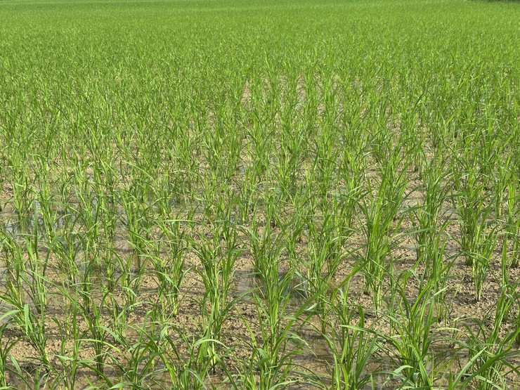 Hướng dẫn kỹ thuật chăm sóc lúa xuân sau cấy- Ảnh 6.