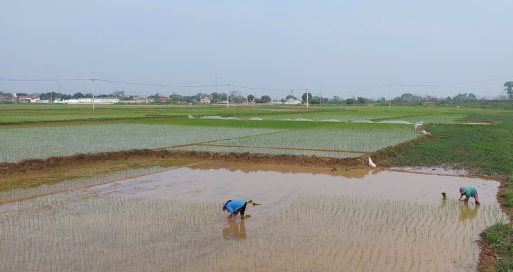 Hướng dẫn kỹ thuật chăm sóc lúa xuân sau cấy- Ảnh 2.