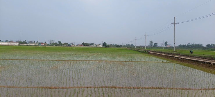 Hướng dẫn kỹ thuật chăm sóc lúa xuân sau cấy- Ảnh 1.