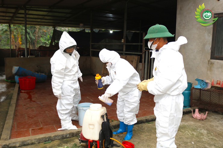 Phú Cát ra quân tổng vệ sinh, khử trùng môi trường phòng, chống dịch bệnh gia súc gia cầm dịp tết Bính Ngọ 2026- Ảnh 1.