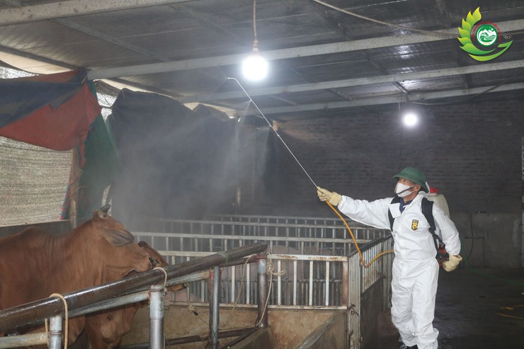 Phú Cát ra quân tổng vệ sinh, khử trùng môi trường phòng, chống dịch bệnh gia súc gia cầm dịp tết Bính Ngọ 2026- Ảnh 4.