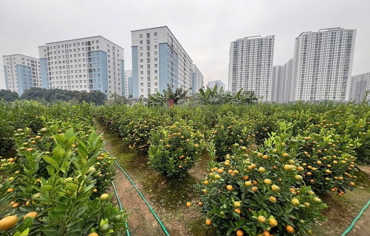 ĐẢNG BỘ PHƯỜNG ĐÔNG NGẠC BIẾN KHÁT VỌNG THÀNH PHƯƠNG CHÂM HÀNH ĐỘNG, XÂY DỰNG ĐẢNG BỘ VỮNG MẠNH TOÀN DIỆN TRONG KỶ NGUYÊN MỚI- Ảnh 3.