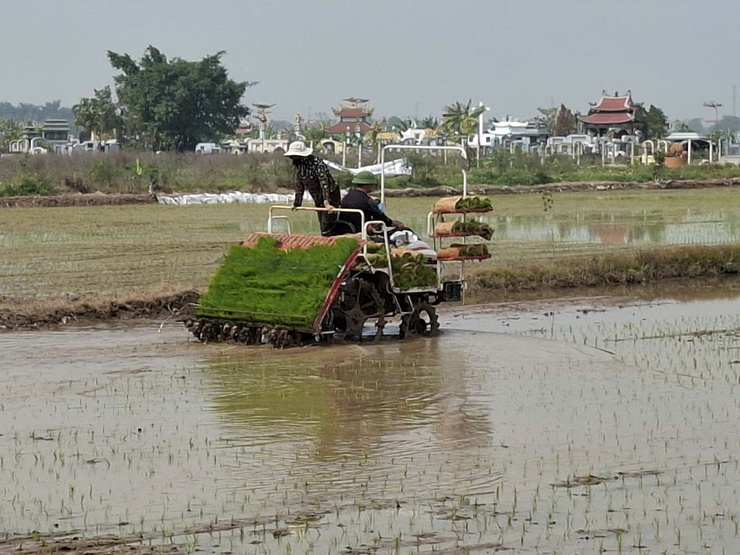 Xã Hòa Xá đẩy nhanh tiến độ gieo cấy lúa Xuân năm 2026- Ảnh 3.