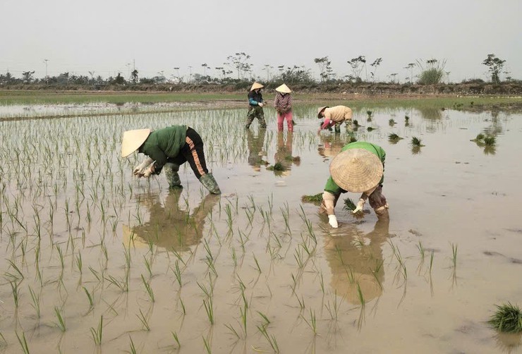 Xã Hòa Xá đẩy nhanh tiến độ gieo cấy lúa Xuân năm 2026- Ảnh 2.