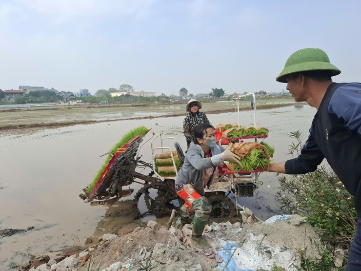 Xã Hòa Xá đẩy nhanh tiến độ gieo cấy lúa Xuân năm 2026- Ảnh 1.